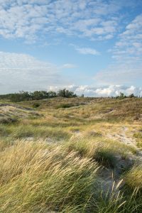 Kootwijkerzand mit Hund: Abenteuer in der Veluwe erleben