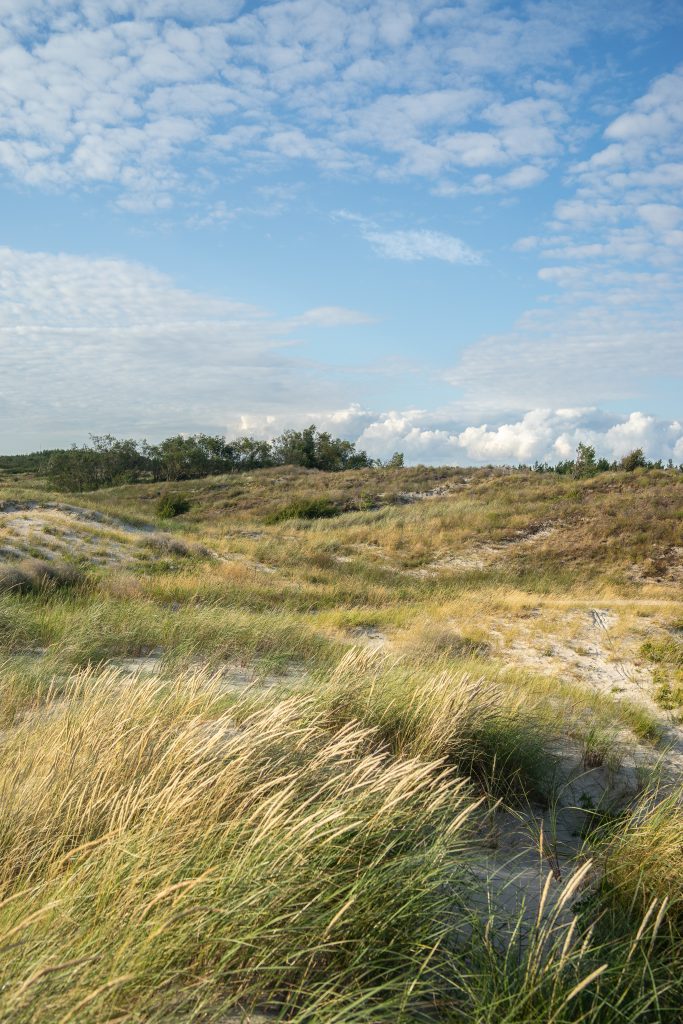 Kootwijkerzand, Hundeurlaub in Holland,Wandern mit Hund in den Niederlande