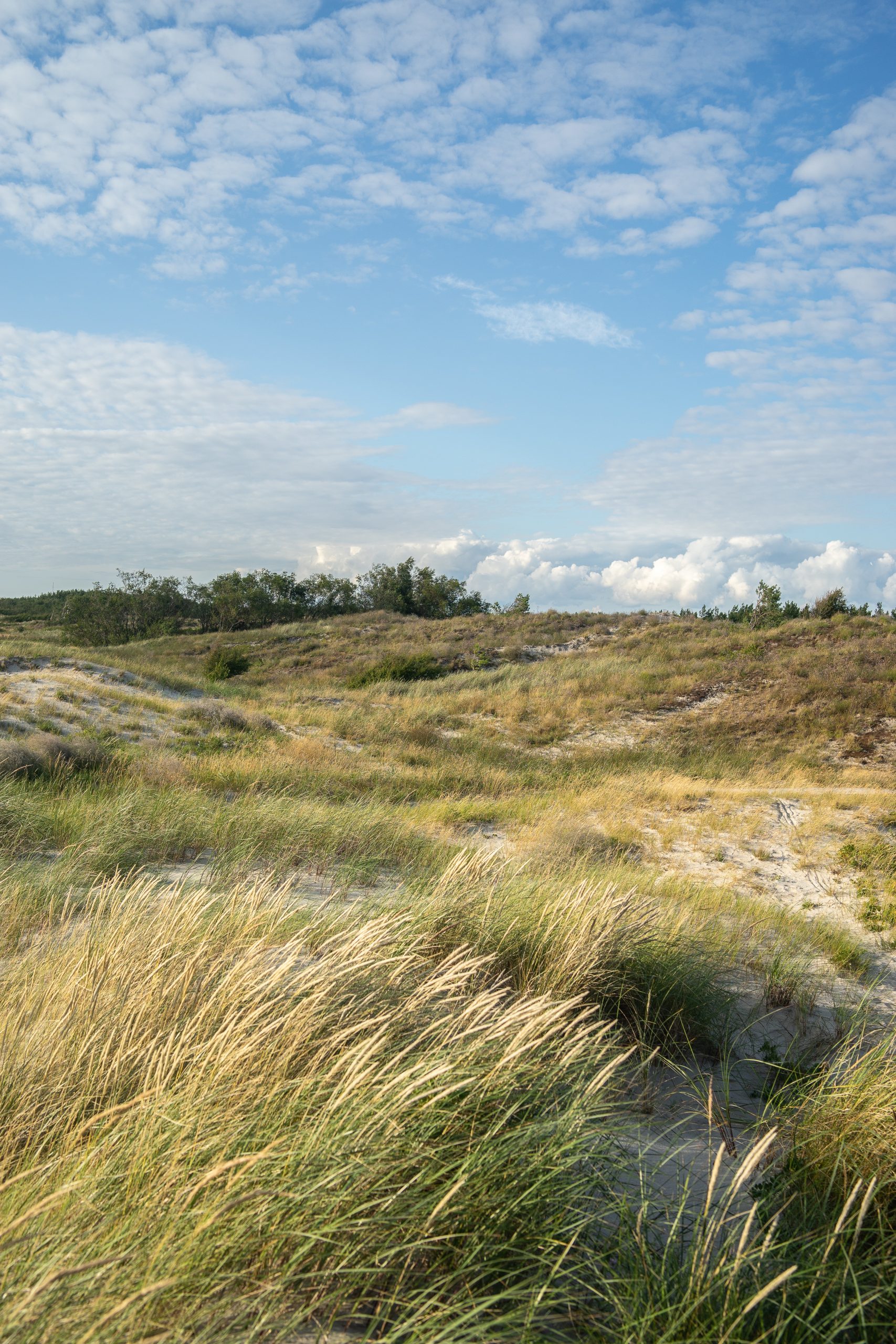 Kootwijkerzand, Hundeurlaub in Holland,Wandern mit Hund in den Niederlande