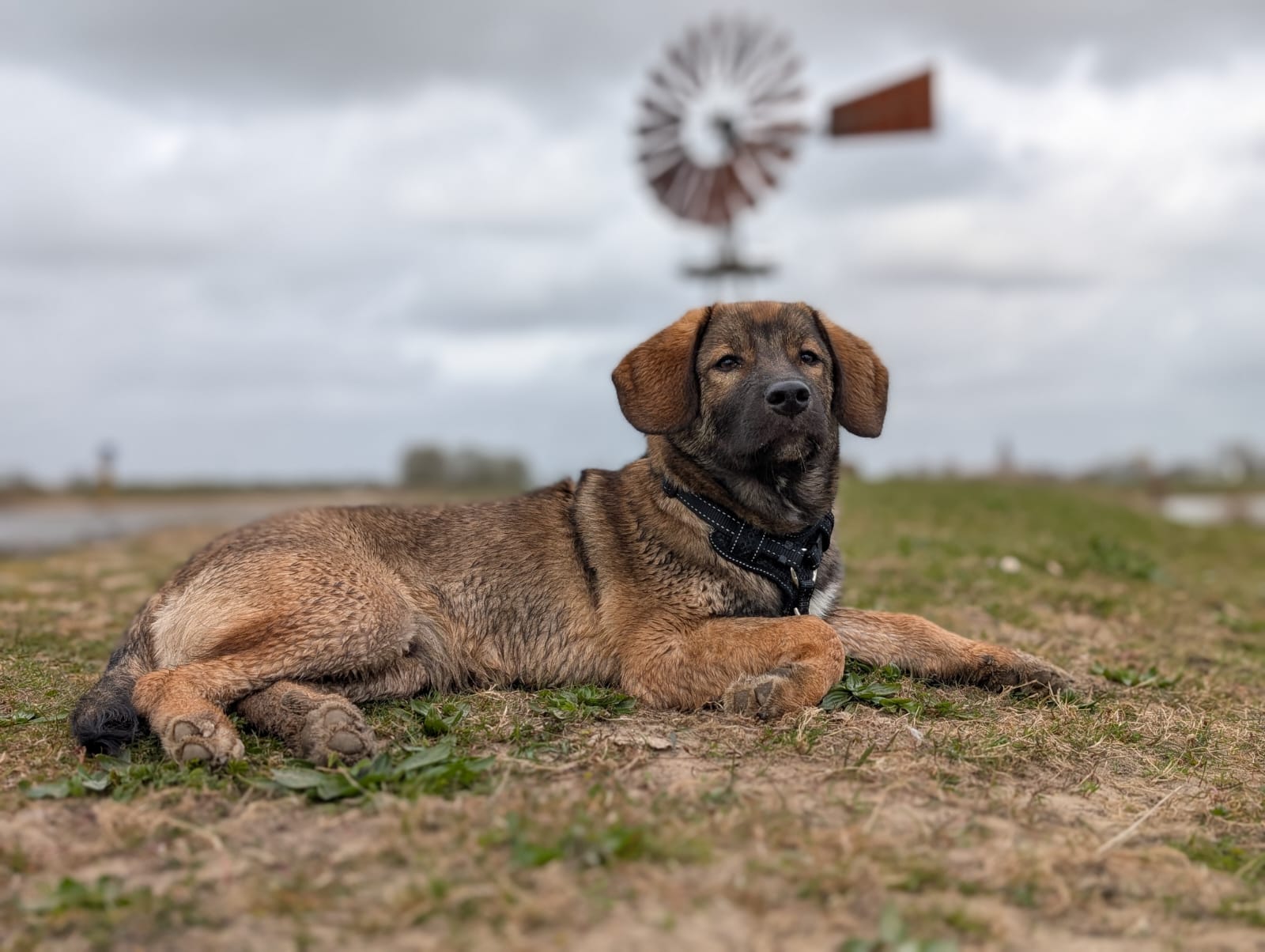 Hund Woody an der Ijssel in Zutphen beim Hunde Urlaub in Holland