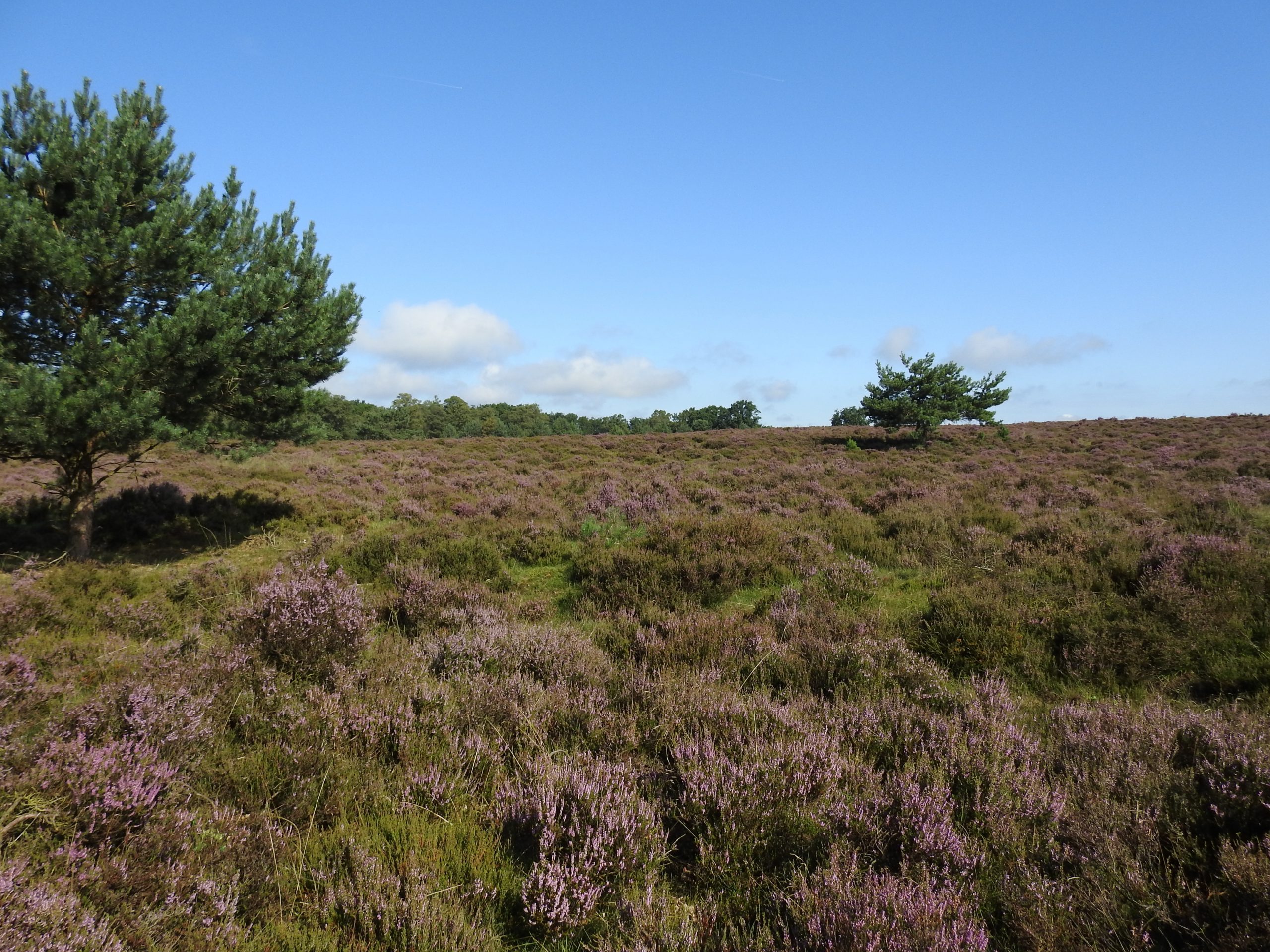 Ein grasbewachsenes Feld an einem sonnigen Tag im Nationalpark Hoge Veluwe in den Niederlanden für den urlaub mit dem Hund in Holland