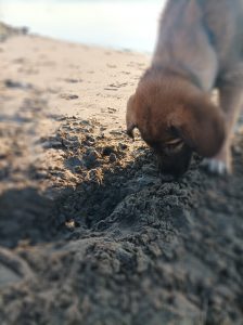 Hundeurlaub Holland: Erlebnispfad in Apeldoorn