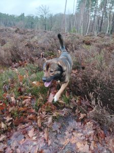 Eingezäunter Hundewald: Het Leesten bei Apeldoorn